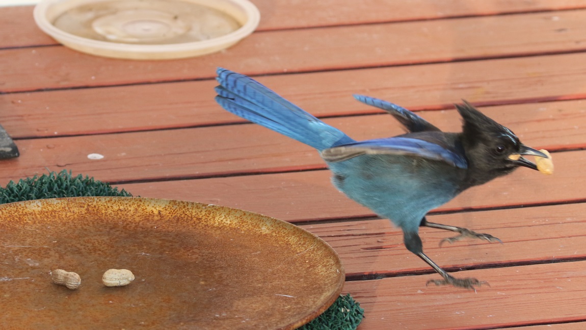 Steller's Jay
