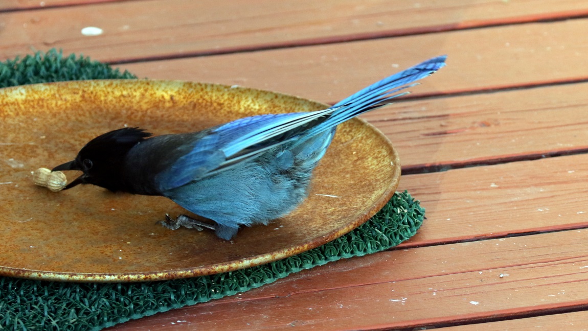 Steller's Jay