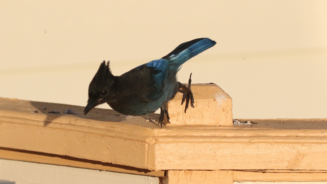 Steller's Jay