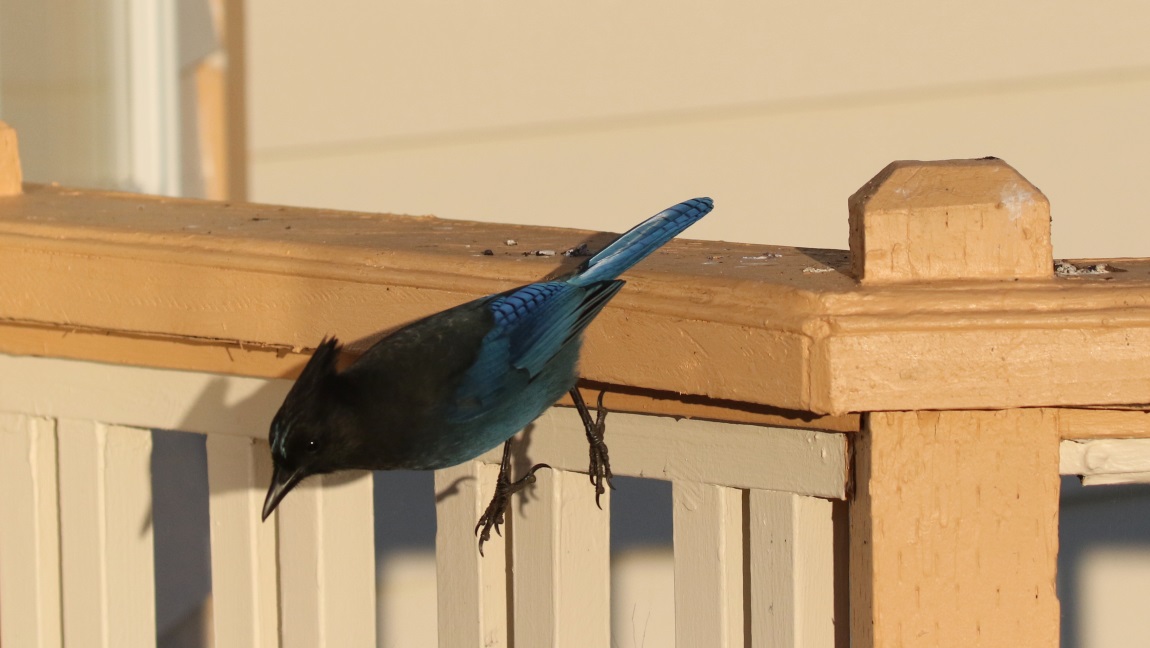 Steller's Jay
