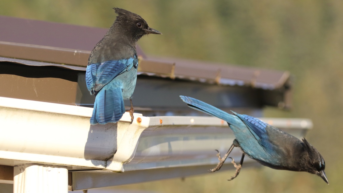 Steller's Jays