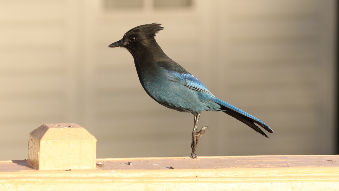 Steller's Jay
