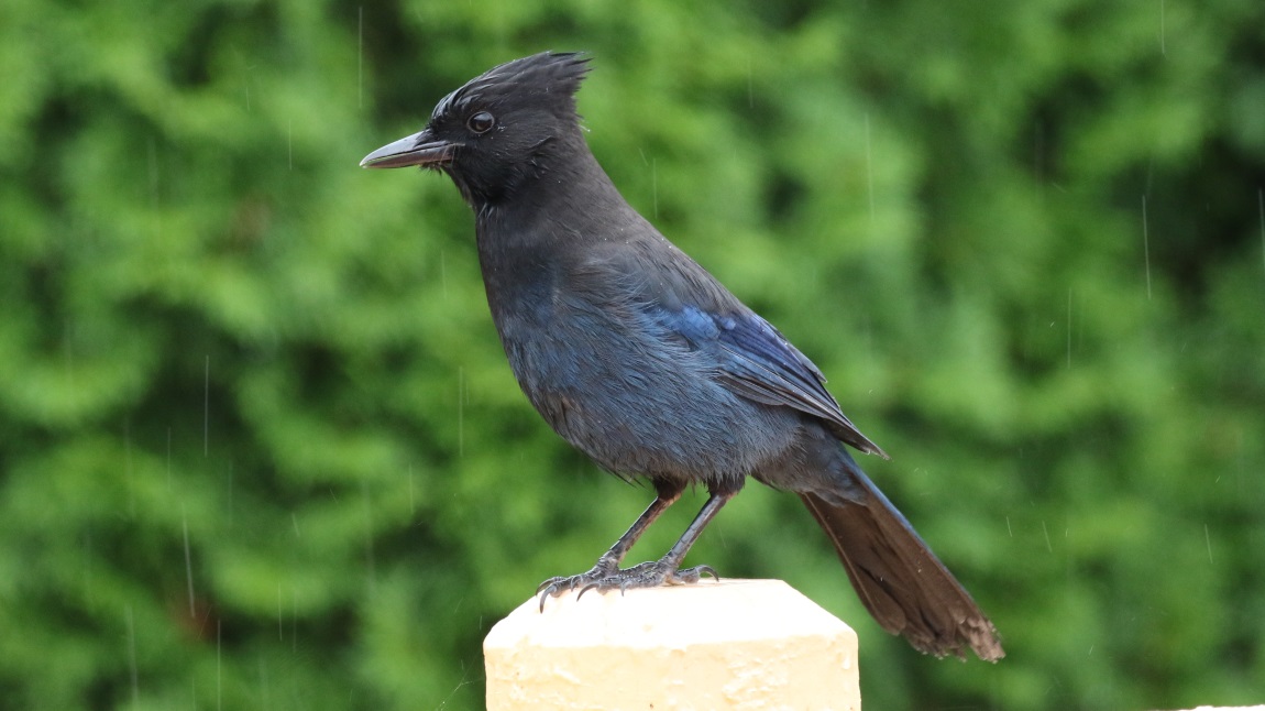 Steller's Jay