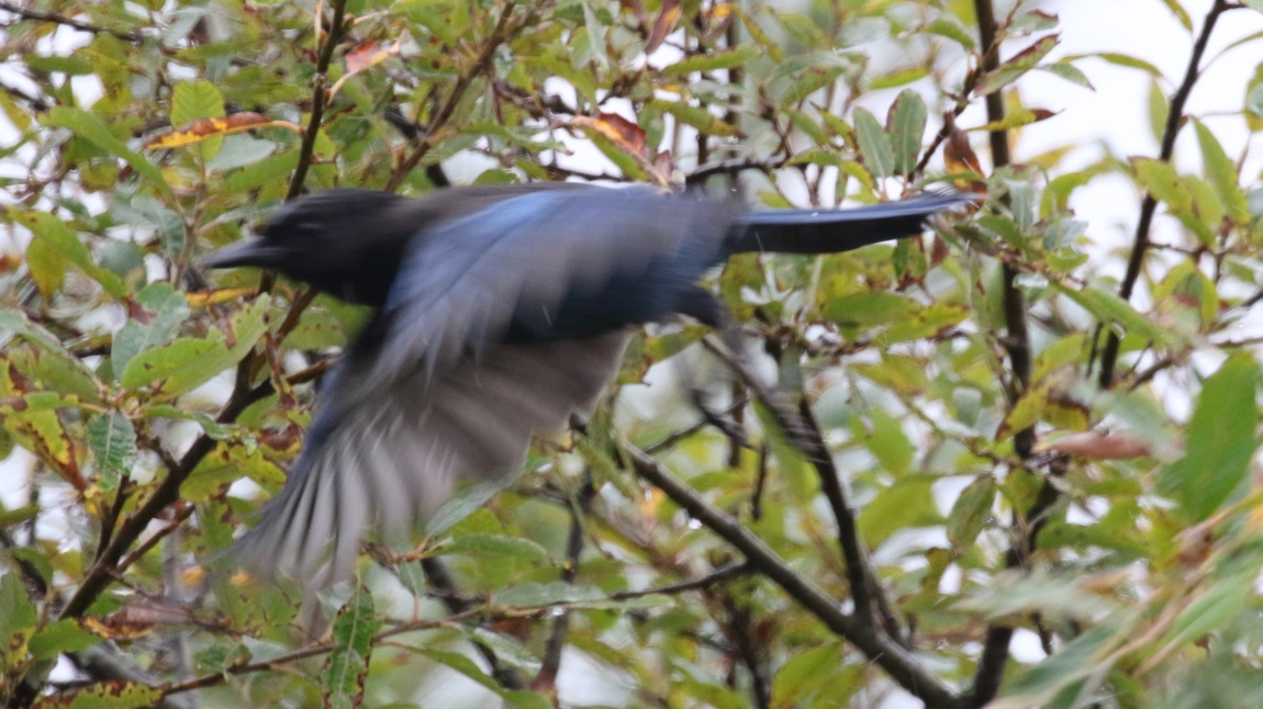Steller's Jay