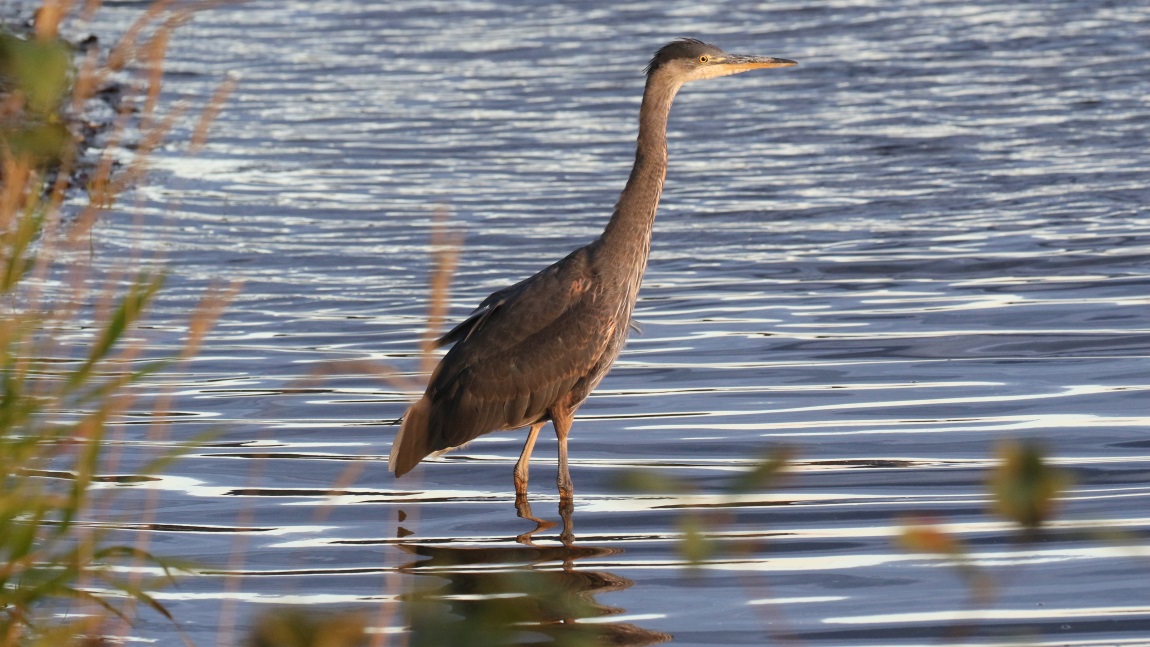 Great Blue Herron