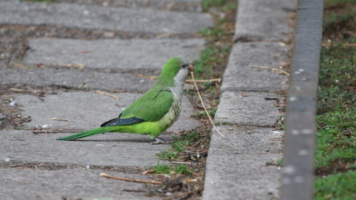 Monk Parakeet