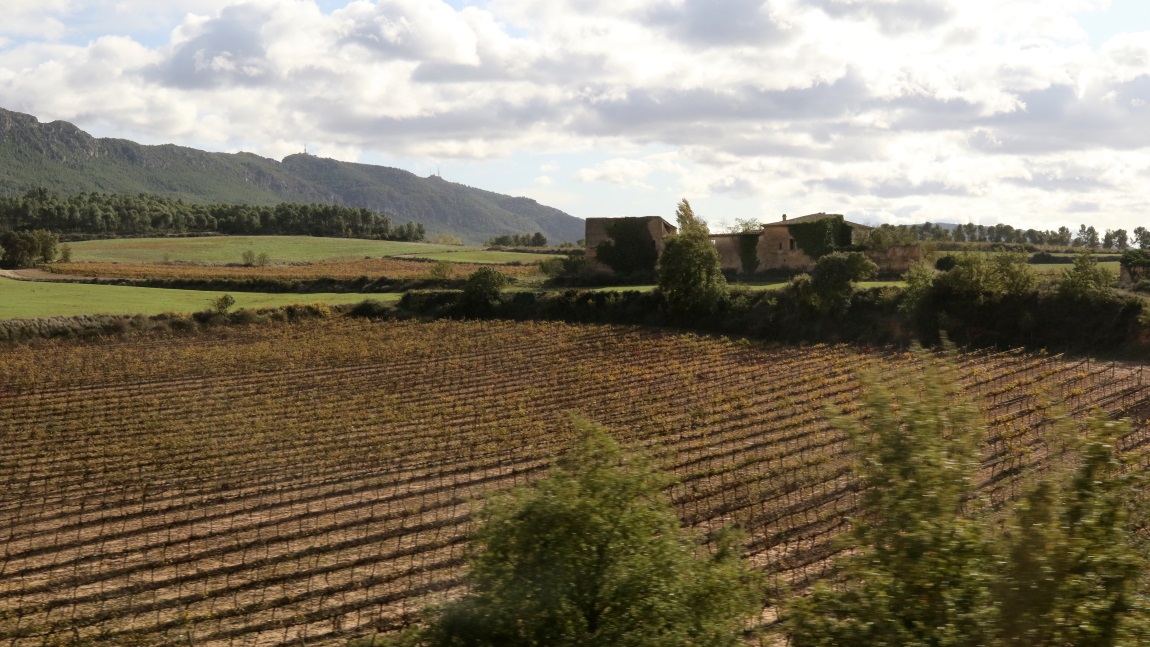 Vineyard near Prenafeta