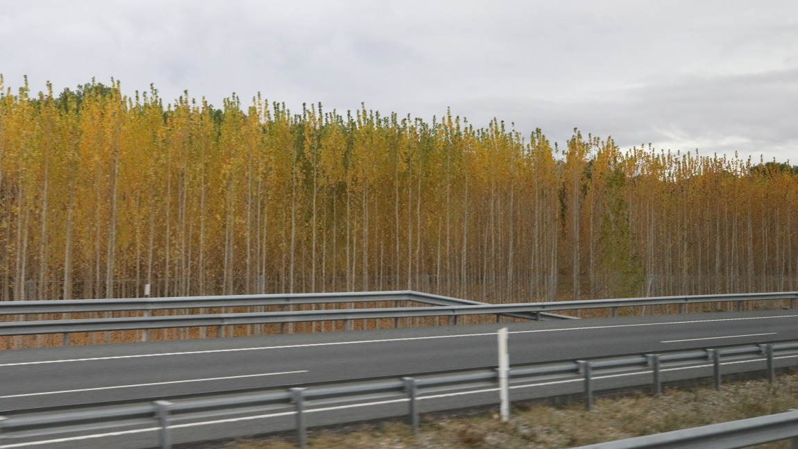 Poplars