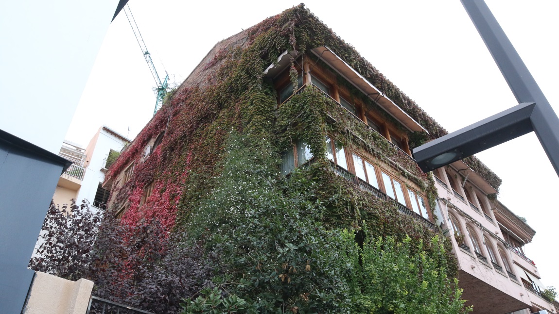 Ivy covered building