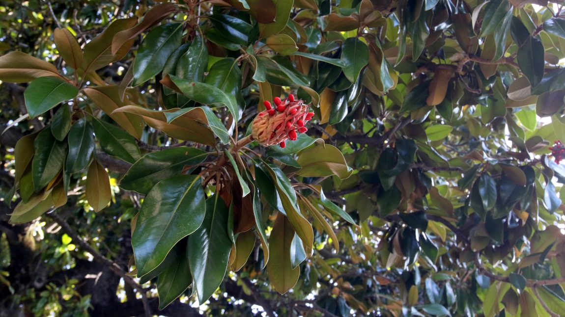 Rubber tree in bloom