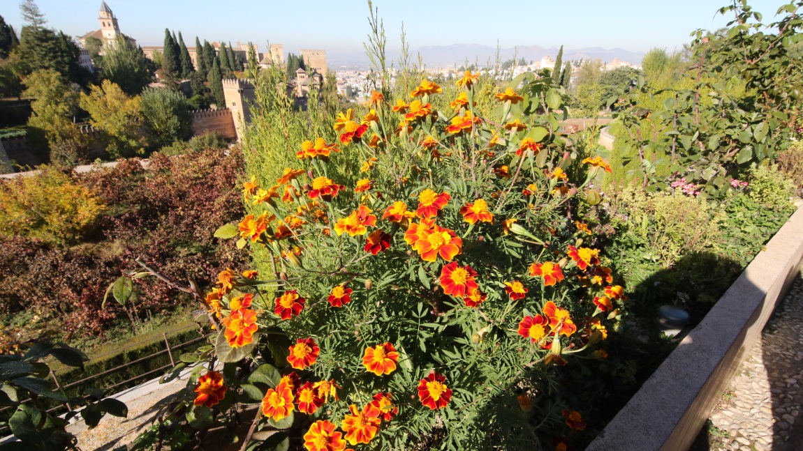 Flowers in the Promenade