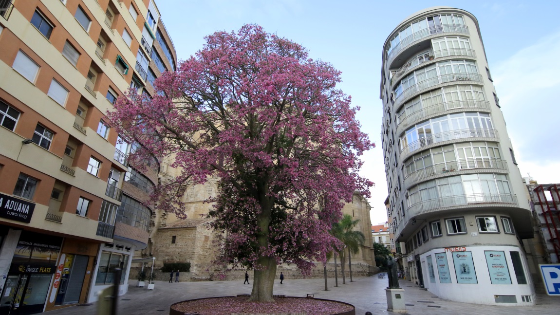 Colorful tree
