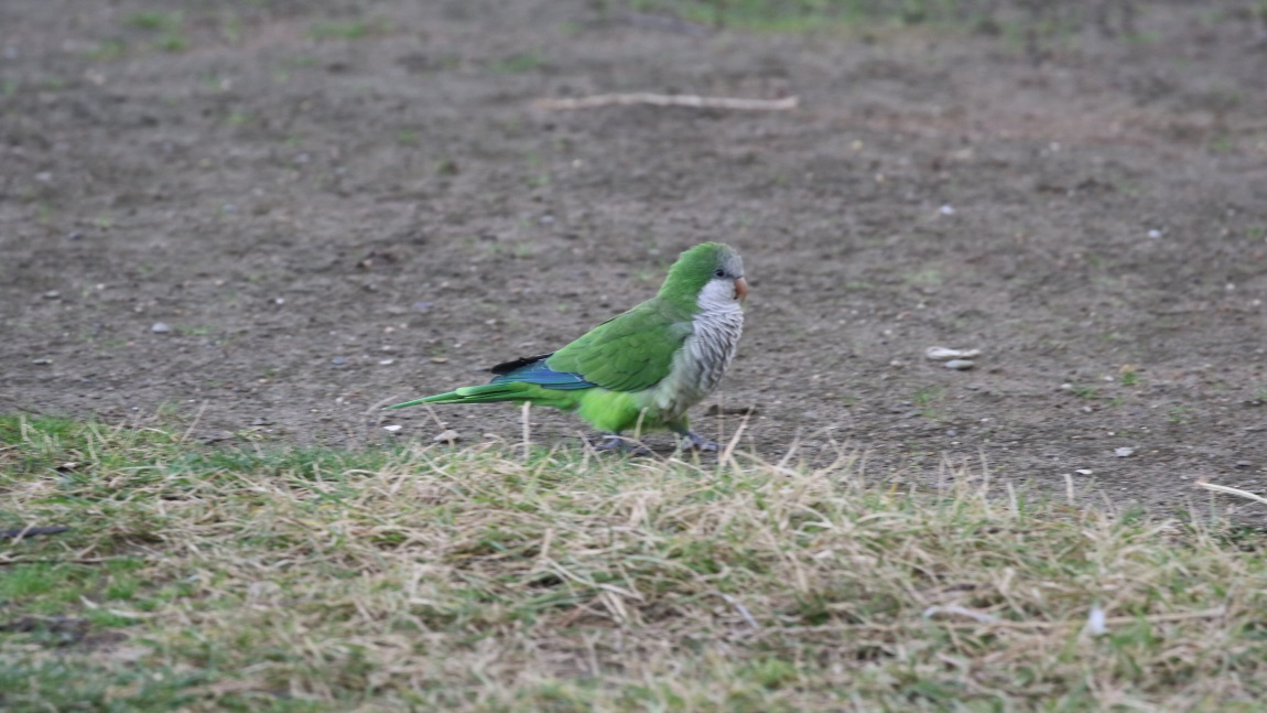 Parrot