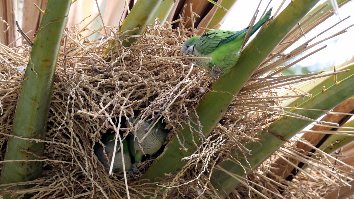 Parrots in a Palm Tree
