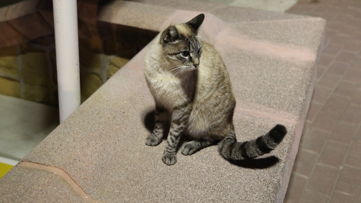 Cat at the beach