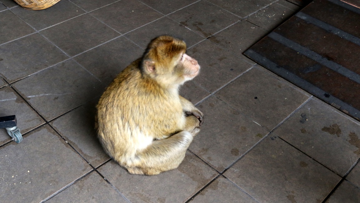 Monkey in a cafe