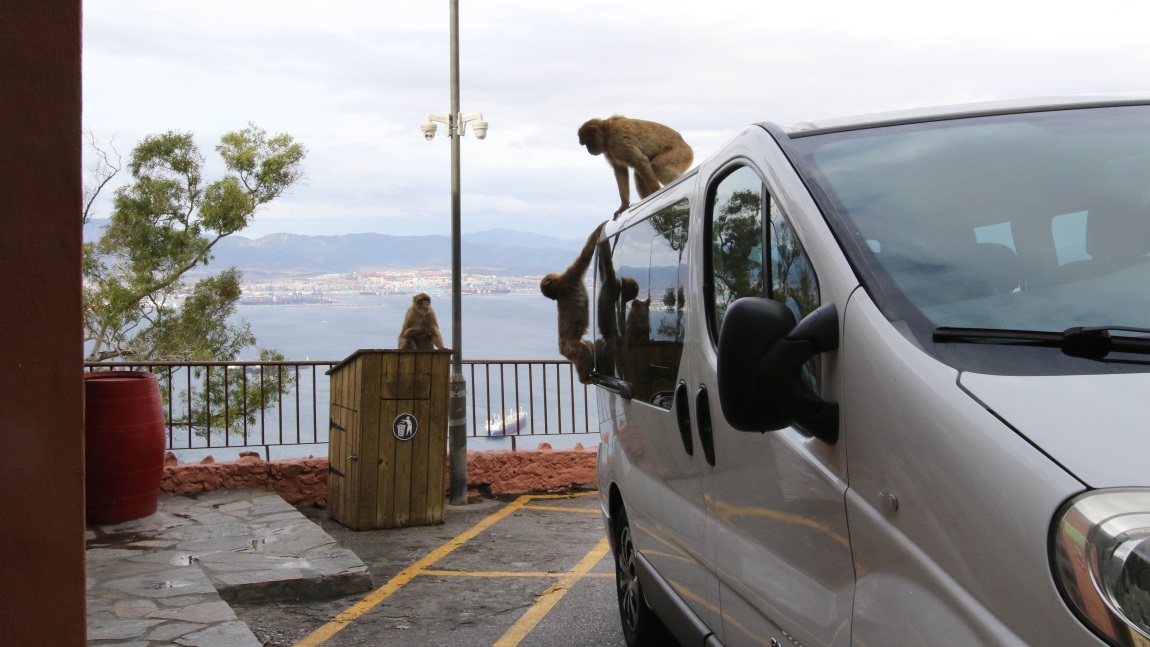 Monkeys hanging around