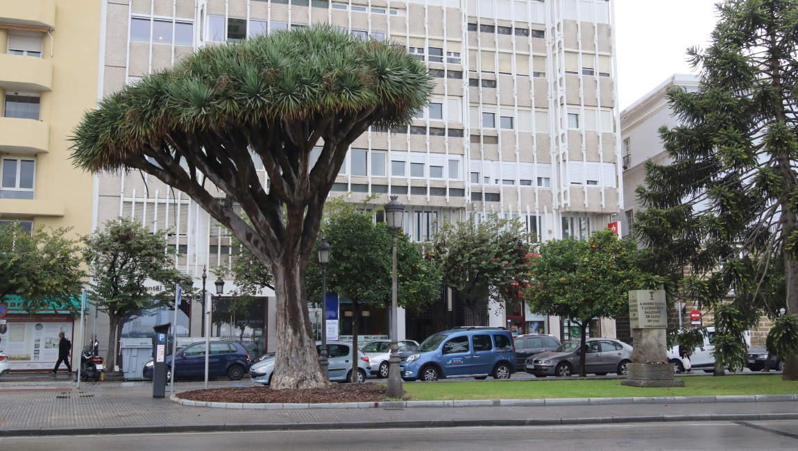 Nice tree