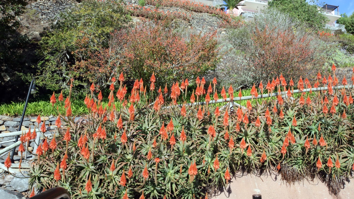 Aloe Vera in bloom