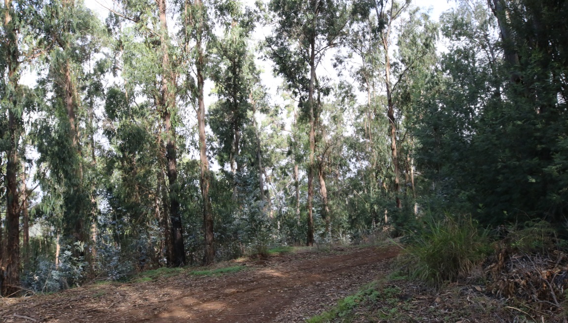 Eucalyptus trees