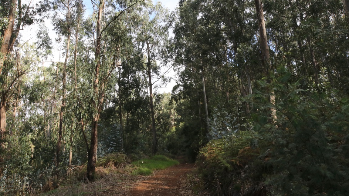 Eucalyptus trees