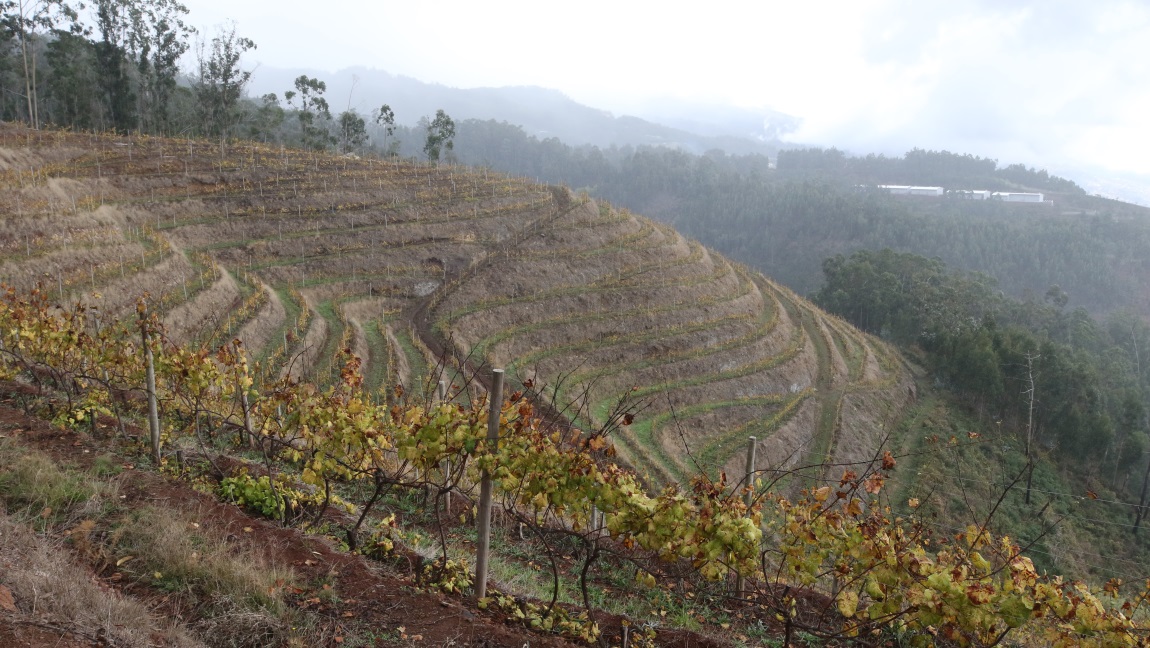 Vineyard on a hillside