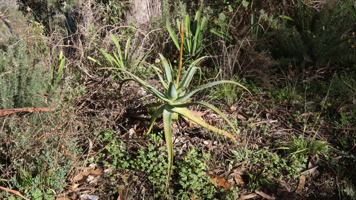 Aloe Vera plant