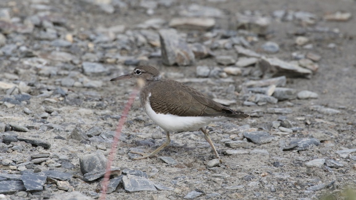 Sandpiper beside the Tanana River