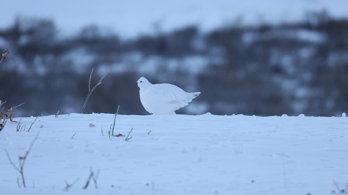 Ptarmigan next to the road