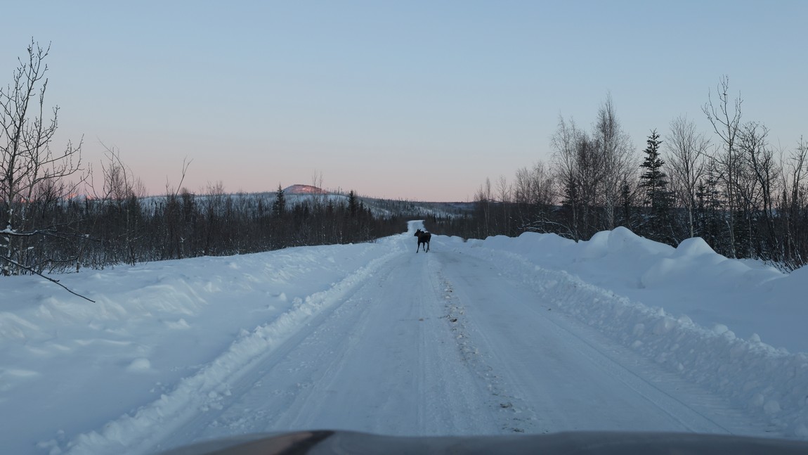 Moose in the trail